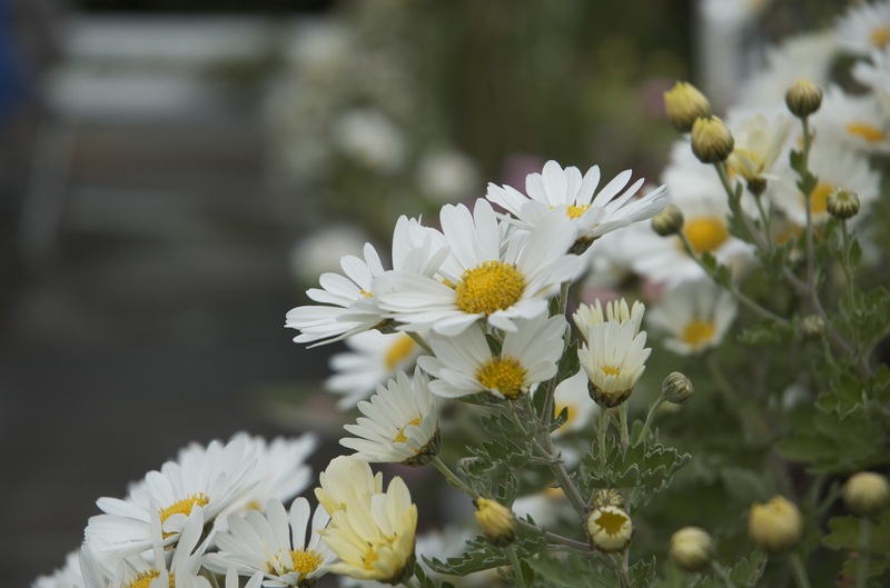 /chrome/site/SawamanForEmZero/flower.jpg