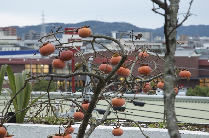 /chrome/site/SawamanForEmZero/persimmon.jpg